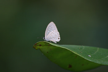 Butterfly on a leaf, palakkad, leaf, kerala, butterfly HD wallpaper