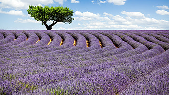 Landscape, Trees, Fields HD wallpaper