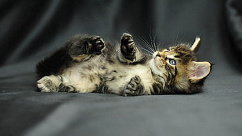 Animals, Fluffy, Kitty, Kitten, To Lie Down, Lie, Kid, Tot, Shoot, ession HD wallpaper