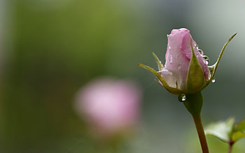 Drops, rose, purple, drop, one HD wallpaper