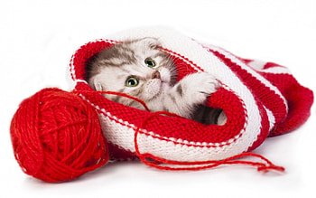 Christmas kitten, kitten, sweet, animal, white, craciun, cute, cat, christmas, red, hat HD wallpaper
