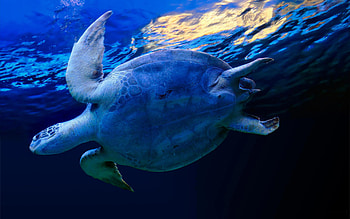 marine turtle, animal, marine, turtle, ocean HD wallpaper