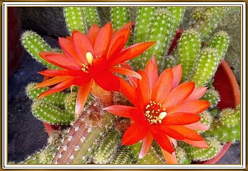 PRETTY CACTUS FLOWERS, PRETTY, NATURE, FLOWERS HD wallpaper