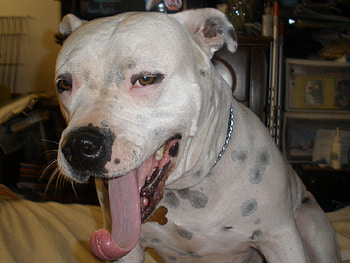 The Pee-Wee Yawn, dogs, baby, animals, pit bull HD wallpaper