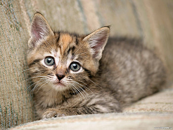 Animals, Cats HD wallpaper