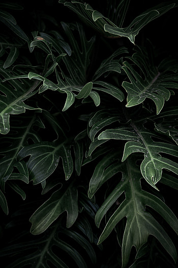 Nature, Leaves, Plant, Carved HD phone wallpaper