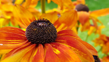 Flowers, Flower, Rudbeckia, Rudbekia, Kurpny Palnom, Chicken Pal HD wallpaper