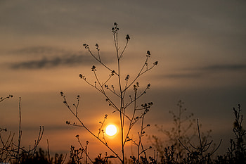 Nature, Sunset, Sun, Silhouette, Branches HD wallpaper