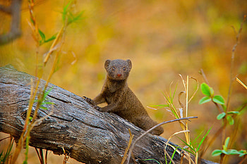 Mongoose, Playful behavior, Hilarious video, Fooling bird HD wallpaper