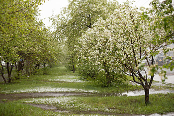 Alley, Hawthorn Tree HD wallpaper