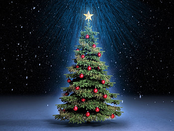 Plants, Fir-Trees HD wallpaper