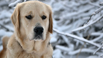 Labrador Retriever, , resolution, Classic beauty HD wallpaper