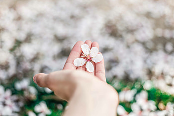 Flowers, Flower, Hand, Bloom, Flowering, Spring HD wallpaper