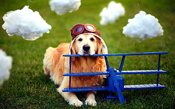 COOL GOLDEN BUDDY, dog, Golden Retriever, helmet, airplane HD wallpaper