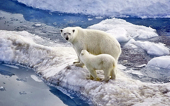 Animals, Ice, Snow, Young, Ocean, Bear, Stroll, Family, Joey, Polar Bear HD wallpaper