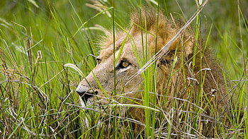 Animals, Grass, Sit, Lion, Predator, Hide HD wallpaper