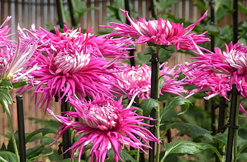 Flowers, Flower Bed, Flowerbed, Dahlias, Garden HD wallpaper