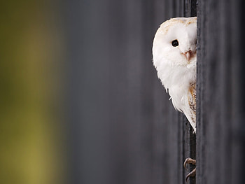 Owl, animal, bird, hidde HD wallpaper