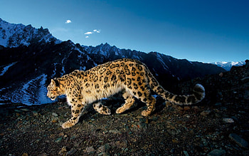 Animals, Tigers, Leopards HD wallpaper