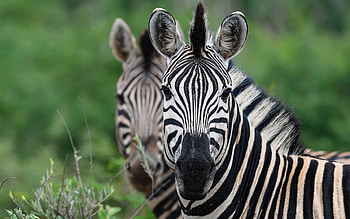 zebra, wildlife, wild animals, zebras, Africa, jungle, pair of zebras HD wallpaper