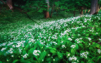 Wild Garlic in English Woodland, Hertfordshire, trees, forest, field, blossoms HD wallpaper