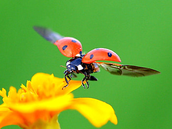 Beauty Of Nature, cool HD wallpaper