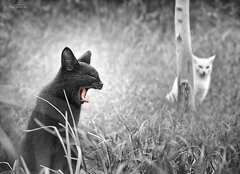 Black and White, Cats, cat, white, black, furious HD wallpaper