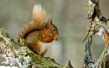 Animals, Squirrel, Wood, Sit, Tree, Tail HD wallpaper