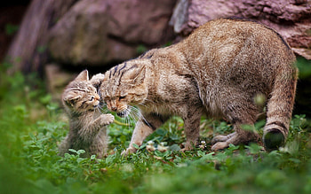 Animals, Grass, Cat, Kitty, Kitten, Stroll, Playful, Care HD wallpaper