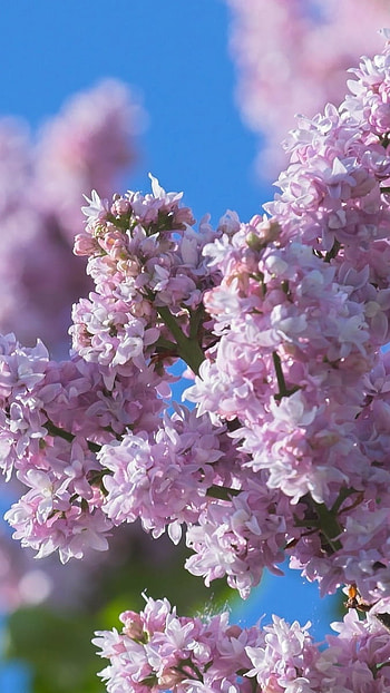 May, Purple Flowers HD phone wallpaper