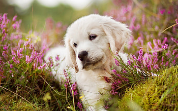 Cute Dog, dog, cute, flowers, animals HD wallpaper