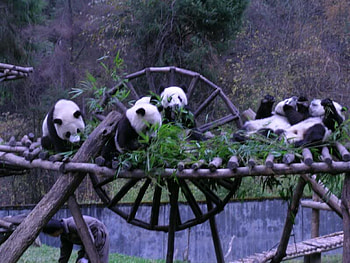 pandas for Jasnas, bears, pandas, black and white, group, china HD wallpaper