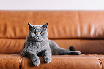 Chartreux Cat, Declawing concerns, Cat welfare, Safer alternatives HD wallpaper