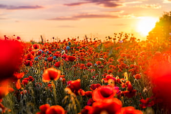 A lush poppy field glowing in the warm light of a sunset, showcasing vibrant red blooms and natural beauty. HD wallpaper