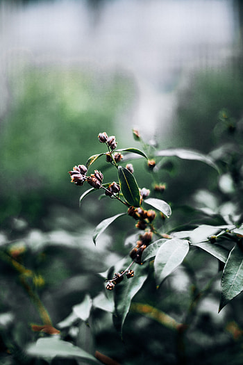 Leaves, Plant, Macro, Branch HD phone wallpaper