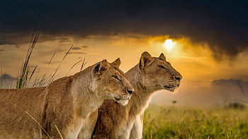 Two-lionesses, Cat, lionesses, lion, Two HD wallpaper