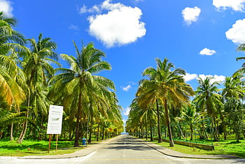 A beautiful road lined with palm trees under a clear blue sky, perfect for travel inspiration. HD wallpaper