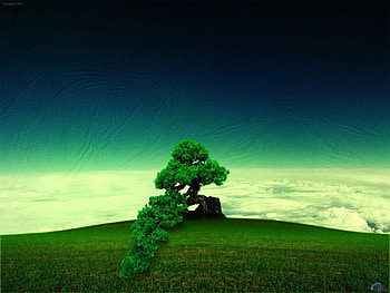Landscape, Trees HD wallpaper