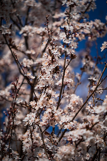 Flowers, Branches, Bloom, Flowering, Spring HD phone wallpaper