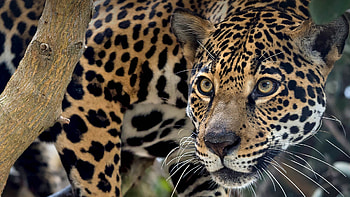 Jaguar, animal, cat, feline HD wallpaper