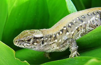 Animals, Lizards HD wallpaper