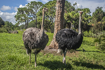 Swift runner, Flightless creature, Prominent feathers, Striking bird HD wallpaper