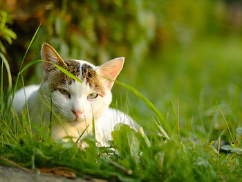 Cat in the grass, animal, kitten, cute, cat, nature, grass, pet HD wallpaper