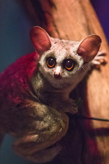 Bush Baby (Galago), Moholi bushbaby, Primate species, African wildlife HD phone wallpaper