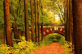 Autumn bridge, colorful, colors, walk, serenity, quiet, trees, autumn, path, fall, falling, leaves, branches, bridge, nature, calmness, forest, foliage HD wallpaper