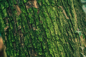 Wood, Tree, Texture, Textures, Surface, Relief, Moss, Bark HD wallpaper