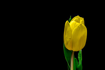 Flower, Flowers, Plant, Petals, Tulip HD wallpaper