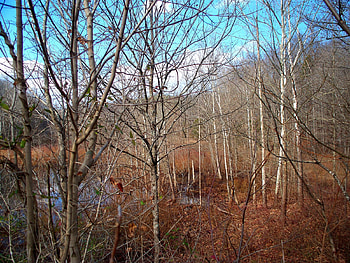 Land Between the Lakes, trees, sky, nature, water HD wallpaper