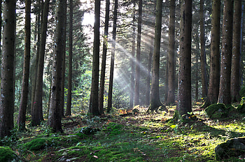 Forest, Nature, Trees, Grass, Foliage, Lights Of A Sun, Rays Of The Sun HD wallpaper