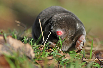 Mole, Animals mammals, Mole , ID599677 HD wallpaper